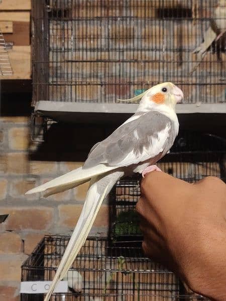 Fully Hand Tame Cockatiel 2