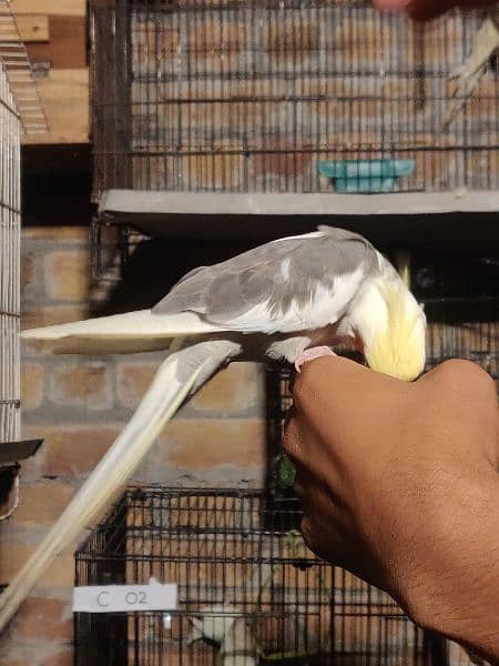 Fully Hand Tame Cockatiel 3