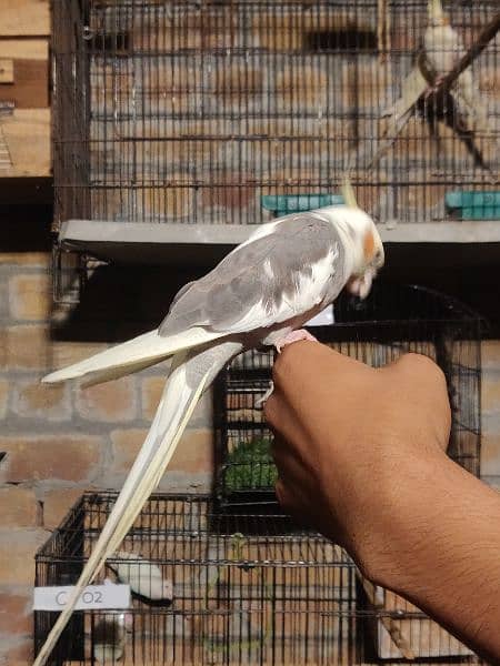 Fully Hand Tame Cockatiel 4