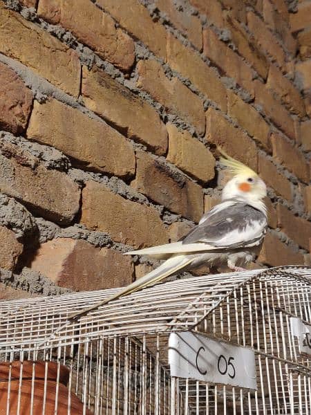 Fully Hand Tame Cockatiel 5