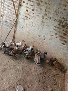 Desi Ducks