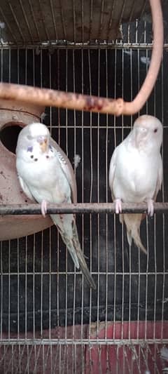 Australian | Bajri Red Eyes Breedar Pair