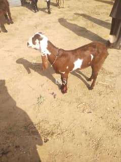 goat for sale