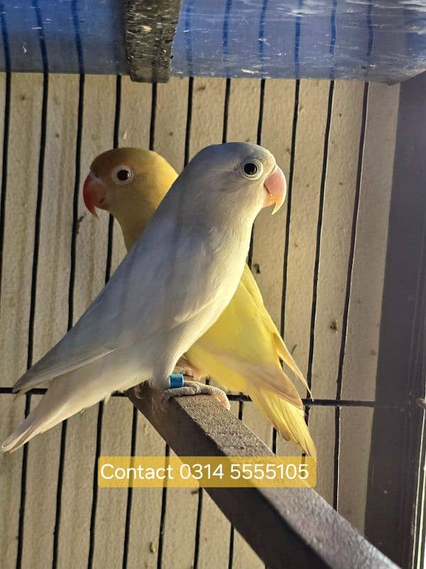 Creamino Albino Green Opaline Blue opaline 3