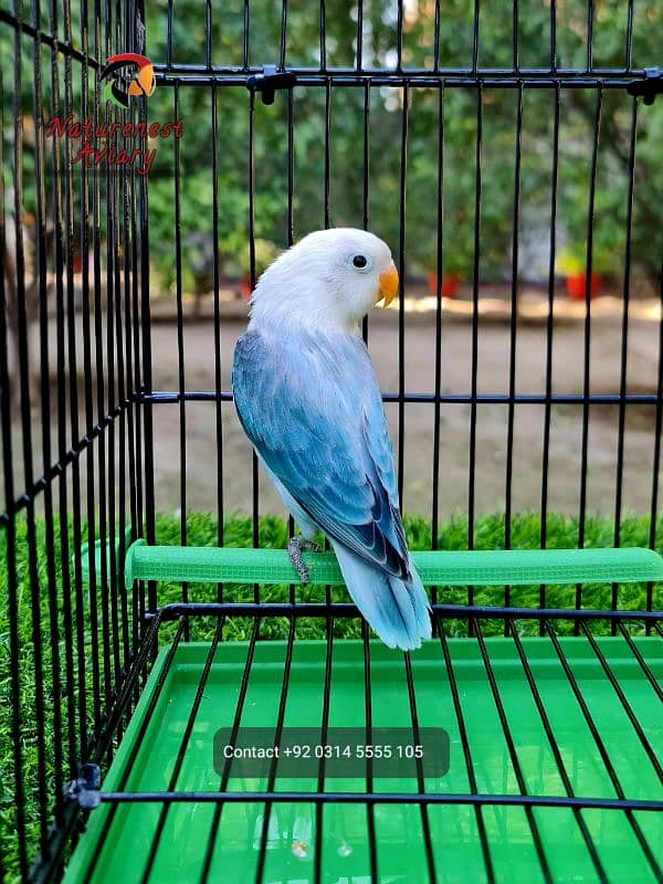 Creamino Albino Green Opaline Blue opaline 6