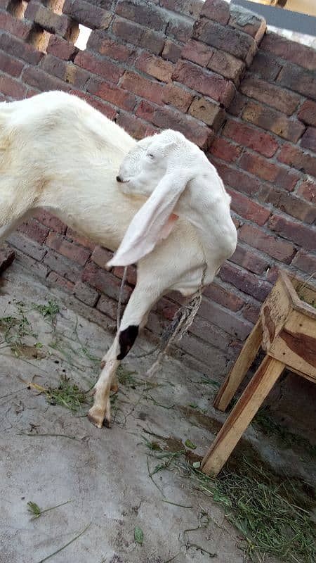 Desi bakri 1