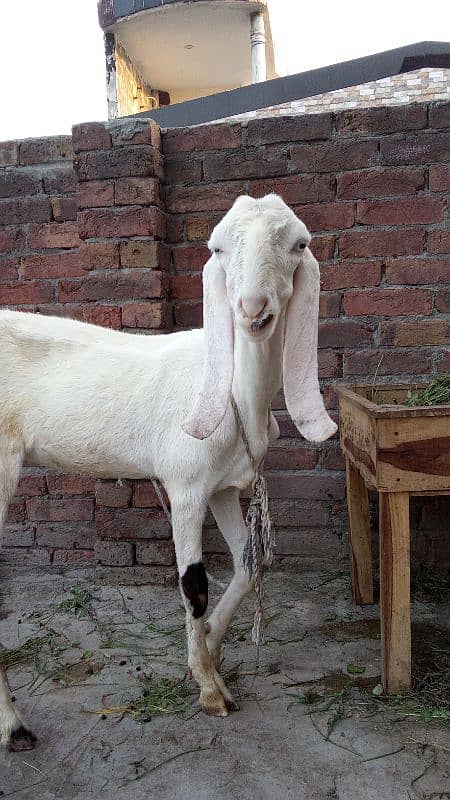 Desi bakri 2