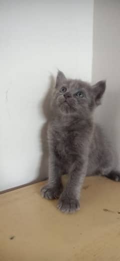 Persian kitten up for new home