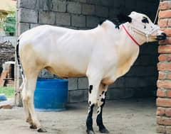 khera vehra for sale good blud line in cheep price