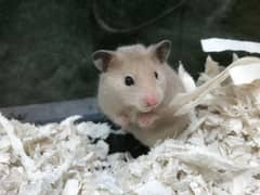 Cute Baby Hamsters