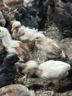 33 days old golden misri chicks/ Desi hens/ vaccinated chicks for sale