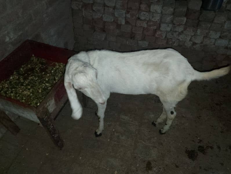 dasi Bakra 03240481780 1