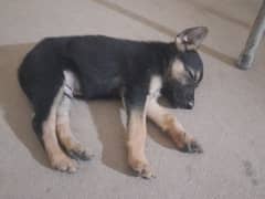 Beatifull pupy german shepherd