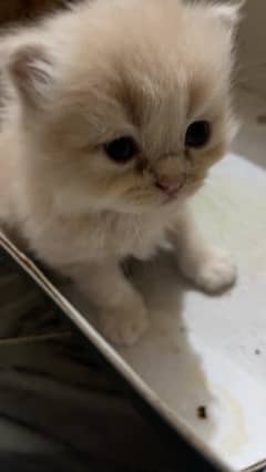 1 month pure persian kitten only serious buyer can contact