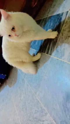 pure persian punch face breeder cat for sale 0