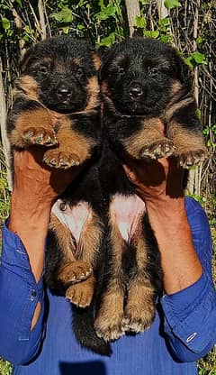 German Shepherd heavy bone marks structure