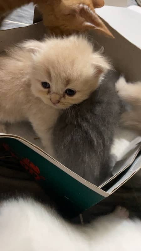 1 month pure persian kitten 1