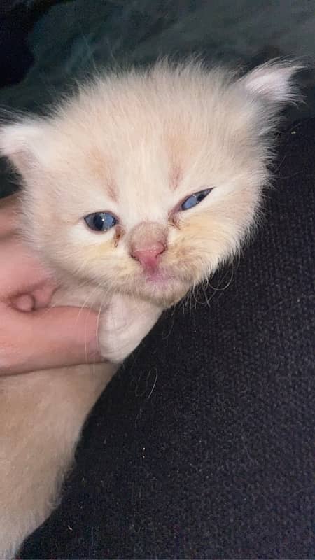 1 month pure persian kitten 3