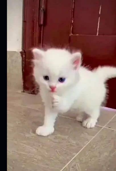 Persian cat My WhatsApp number 03379701486 for sale 0