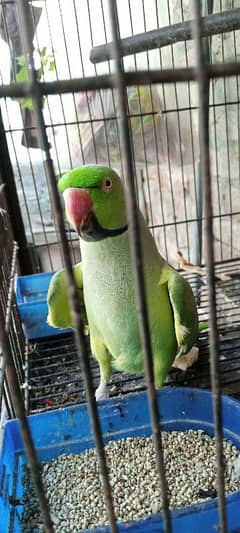 parrot talking for sell available 0