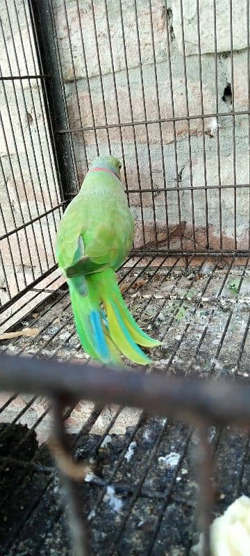 parrot talking for sell available 1