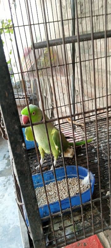 parrot talking for sell available 2