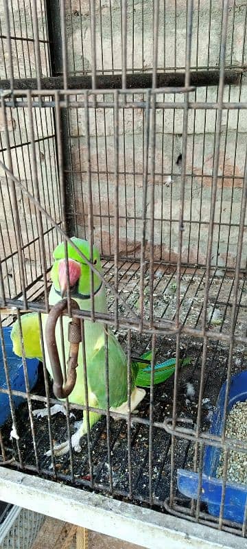 parrot talking for sell available 3