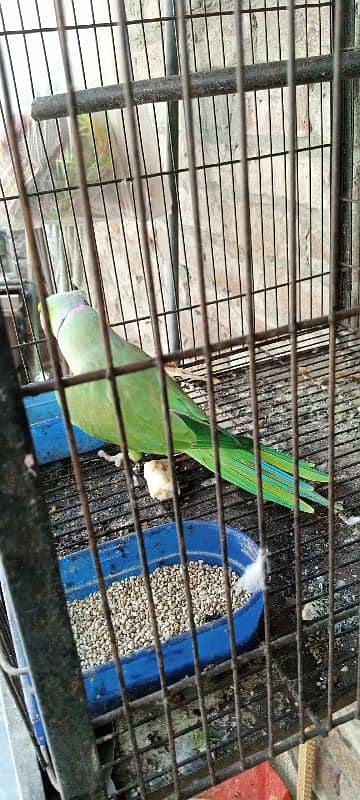 parrot talking for sell available 4