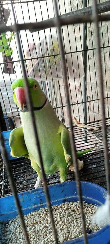 parrot talking for sell available 5