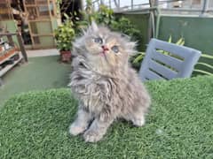 Persian cat/Persian kittens/triple coated/punch face/doll face