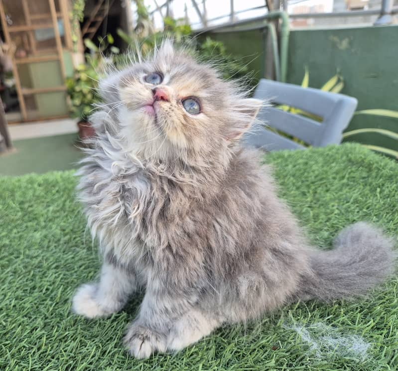 Persian cat/Persian kittens/triple coated/punch face/doll face 1