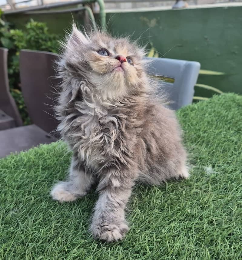 Persian cat/Persian kittens/triple coated/punch face/doll face 2