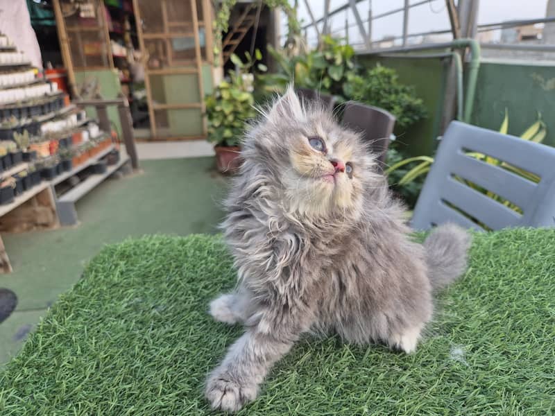 Persian cat/Persian kittens/triple coated/punch face/doll face 7