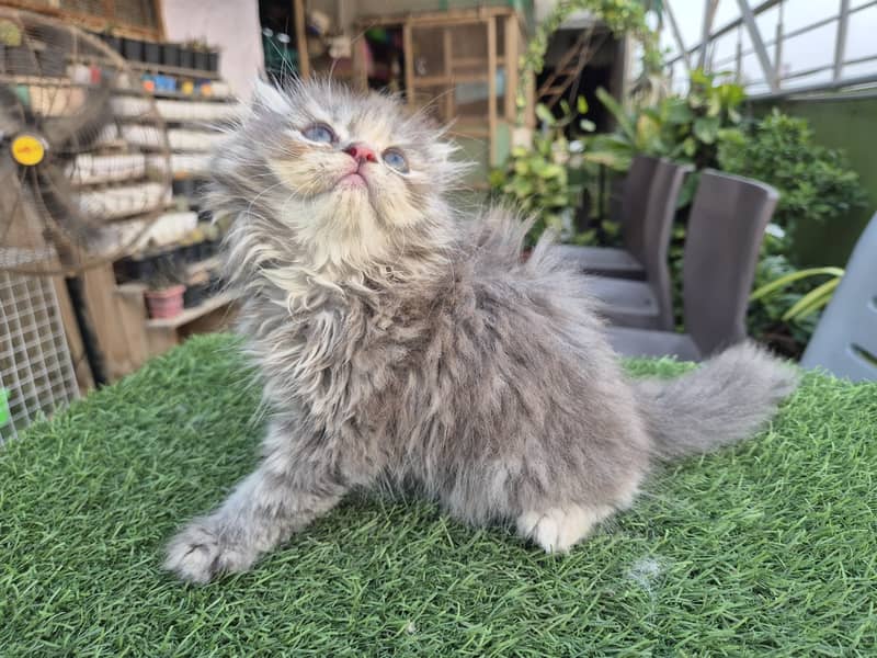 Persian cat/Persian kittens/triple coated/punch face/doll face 8