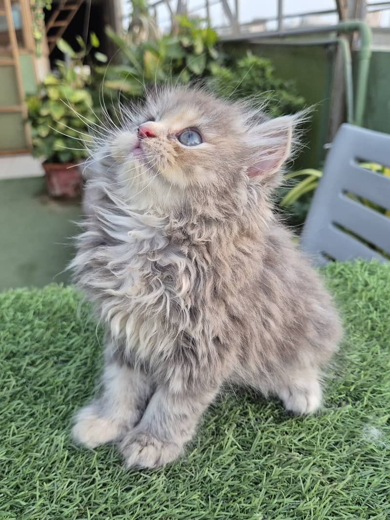 Persian cat/Persian kittens/triple coated/punch face/doll face 9