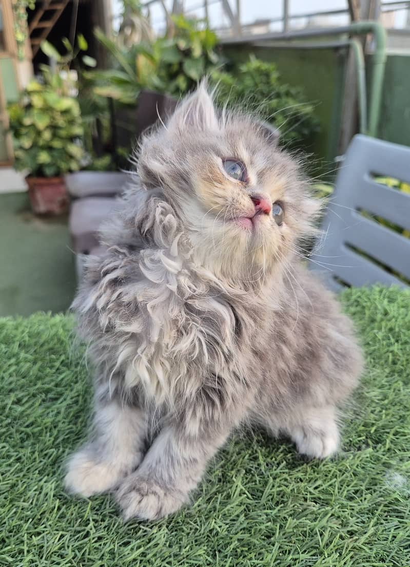 Persian cat/Persian kittens/triple coated/punch face/doll face 10