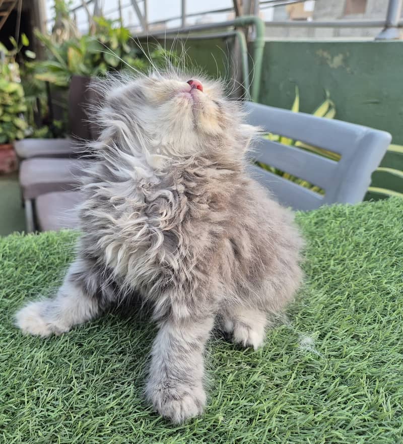 Persian cat/Persian kittens/triple coated/punch face/doll face 12