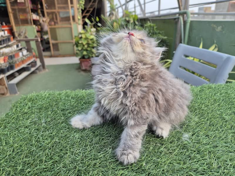 Persian cat/Persian kittens/triple coated/punch face/doll face 13