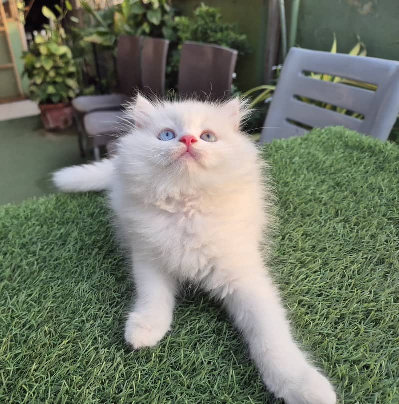 Persian cat/Persian kittens/triple coated/punch face/doll face 14