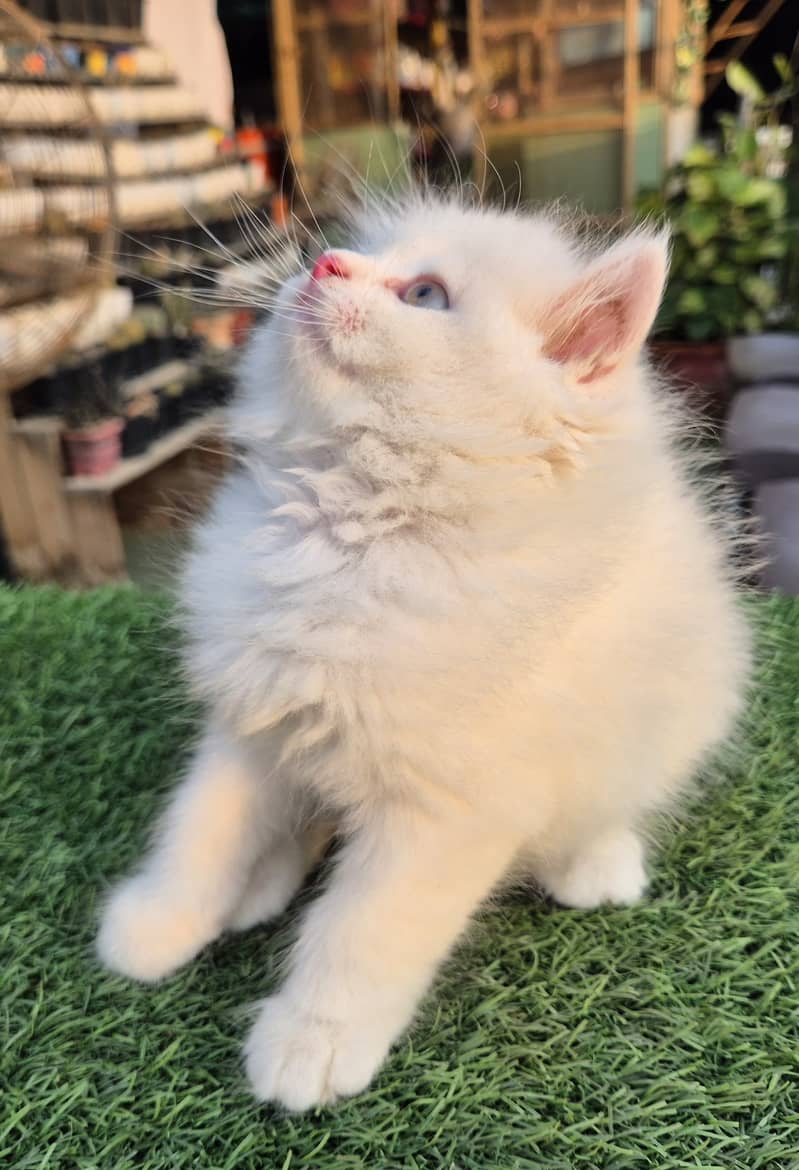 Persian cat/Persian kittens/triple coated/punch face/doll face 15