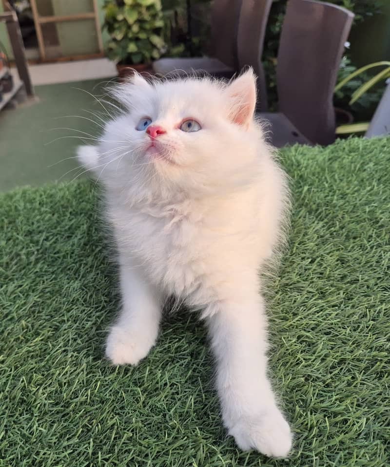 Persian cat/Persian kittens/triple coated/punch face/doll face 16