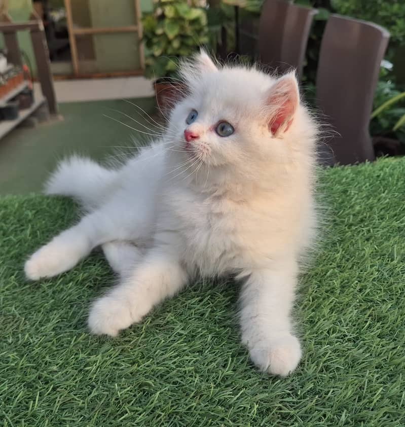 Persian cat/Persian kittens/triple coated/punch face/doll face 17