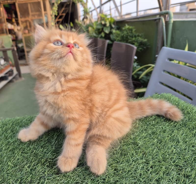 Persian cat/Persian kittens/triple coated/punch face/doll face 19