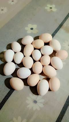 Fresh And Fartail Eggs Avail. Fancy Breadr Eggs laing pair For sale