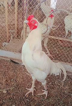 Heera/Hera/Hira chicks available for sale in good quality 0