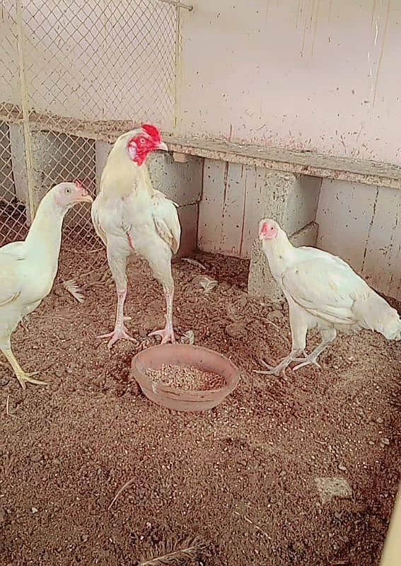 Heera/Hera/Hira chicks available for sale in good quality 2