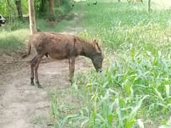 male child donkey