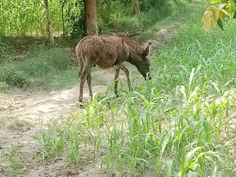 male child donkey 1