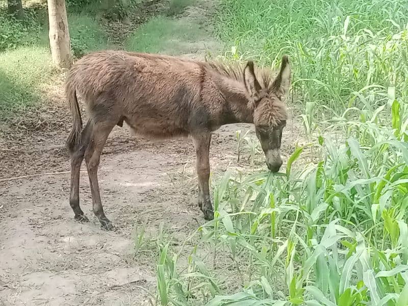 male child donkey 2