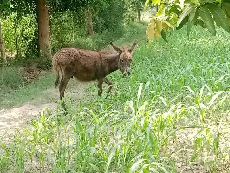 male child donkey 3